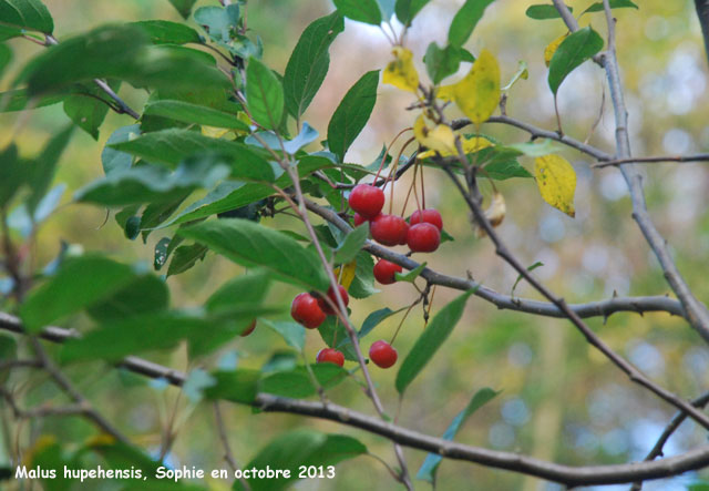 Malus hupehensis